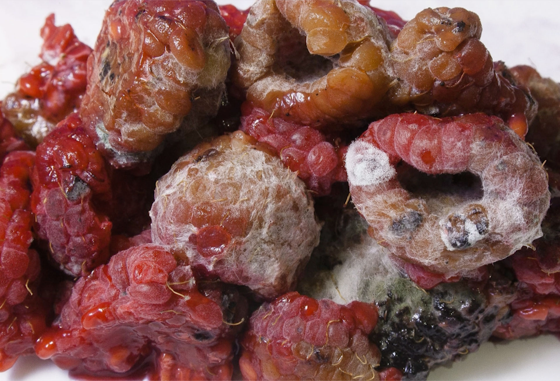CrsitinaViñas